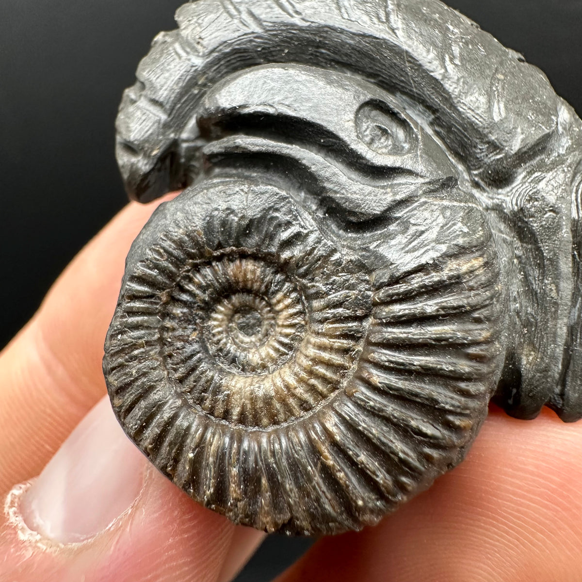 Hydra Snakestone Ammonite Fossil With Bag/Box And Stand - Whitby, North Yorkshire Jurassic Coast Yorkshire Fossils