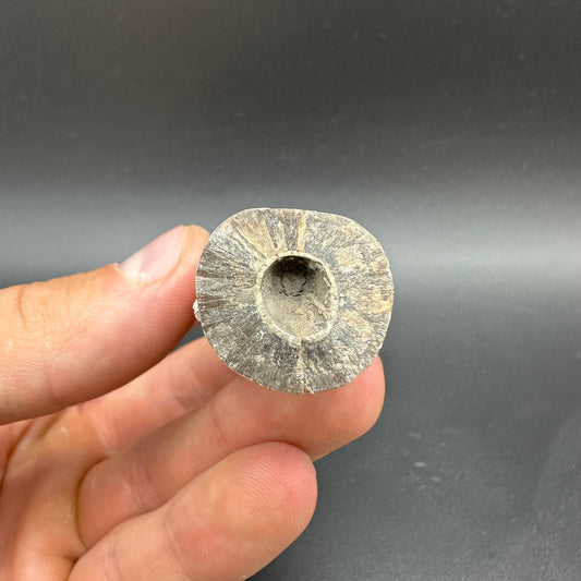 Belemnite (Fossil Squid) shell fossil with box and stand - Whitby, North Yorkshire Jurassic Coast Yorkshire Fossils