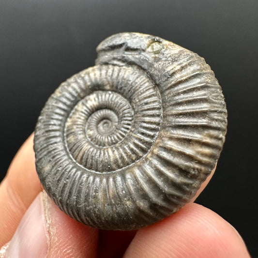 Snakestone Ammonite Fossil With Bag/Box And Stand - Whitby, North Yorkshire Jurassic Coast Yorkshire Fossils