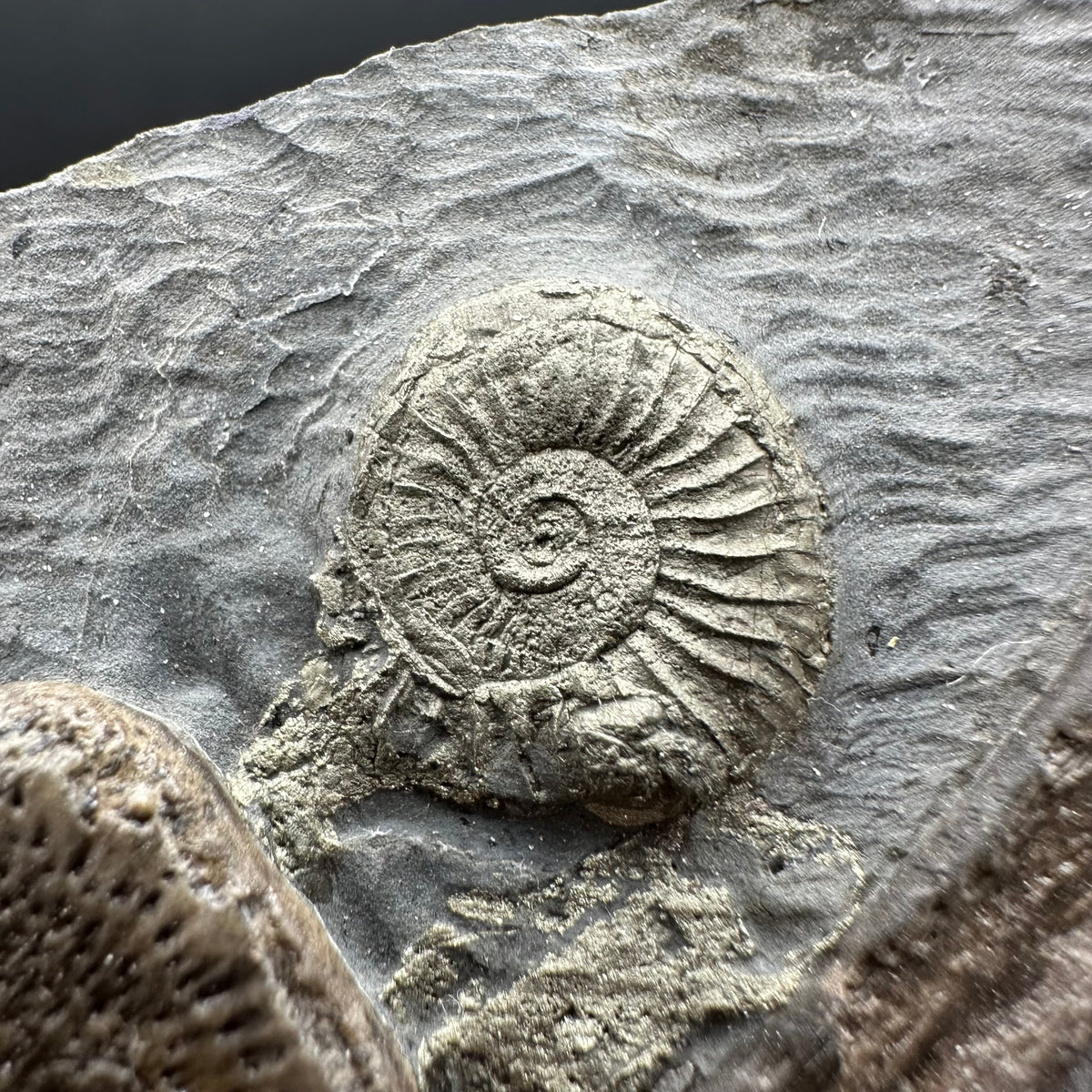 Ichthyosaur Vertebrae fossil / ribs with box and stand - Whitby, North Yorkshire Jurassic Coast, Yorkshire fossils found on the Jurassic Coast