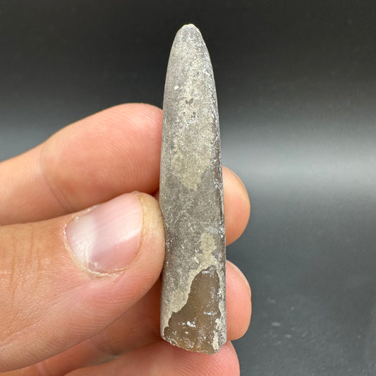 Belemnite (Fossil Squid) shell fossil - Whitby, North Yorkshire Jurassic Coast Yorkshire Fossils