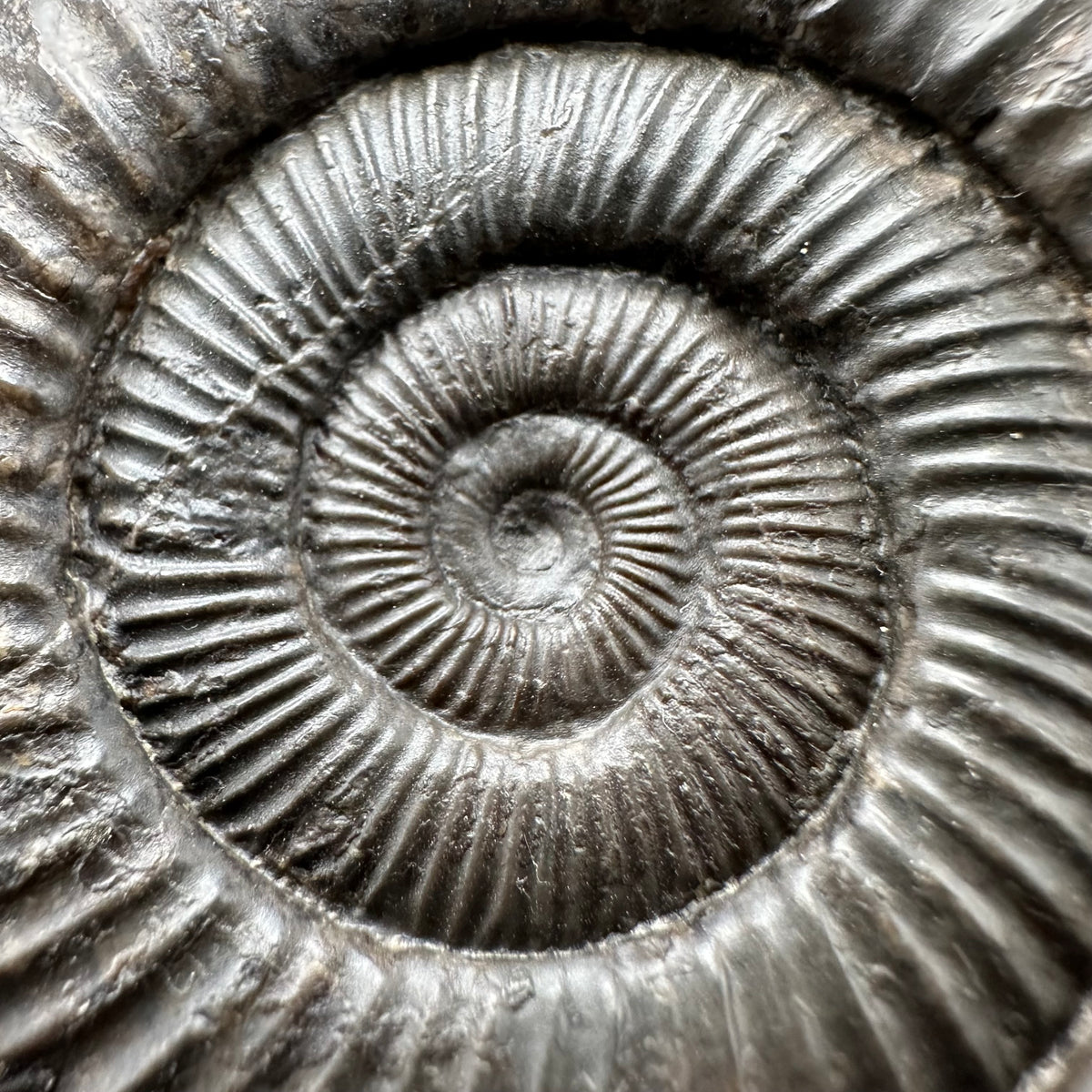 Dactylioceras Ammonite Fossil With box and Stand - Whitby, North Yorkshire Jurassic Coast Yorkshire Fossils