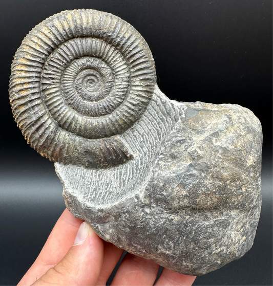 Dactylioceras Ammonite Fossil With Stand - Whitby, North Yorkshire Jurassic Coast Yorkshire Fossils