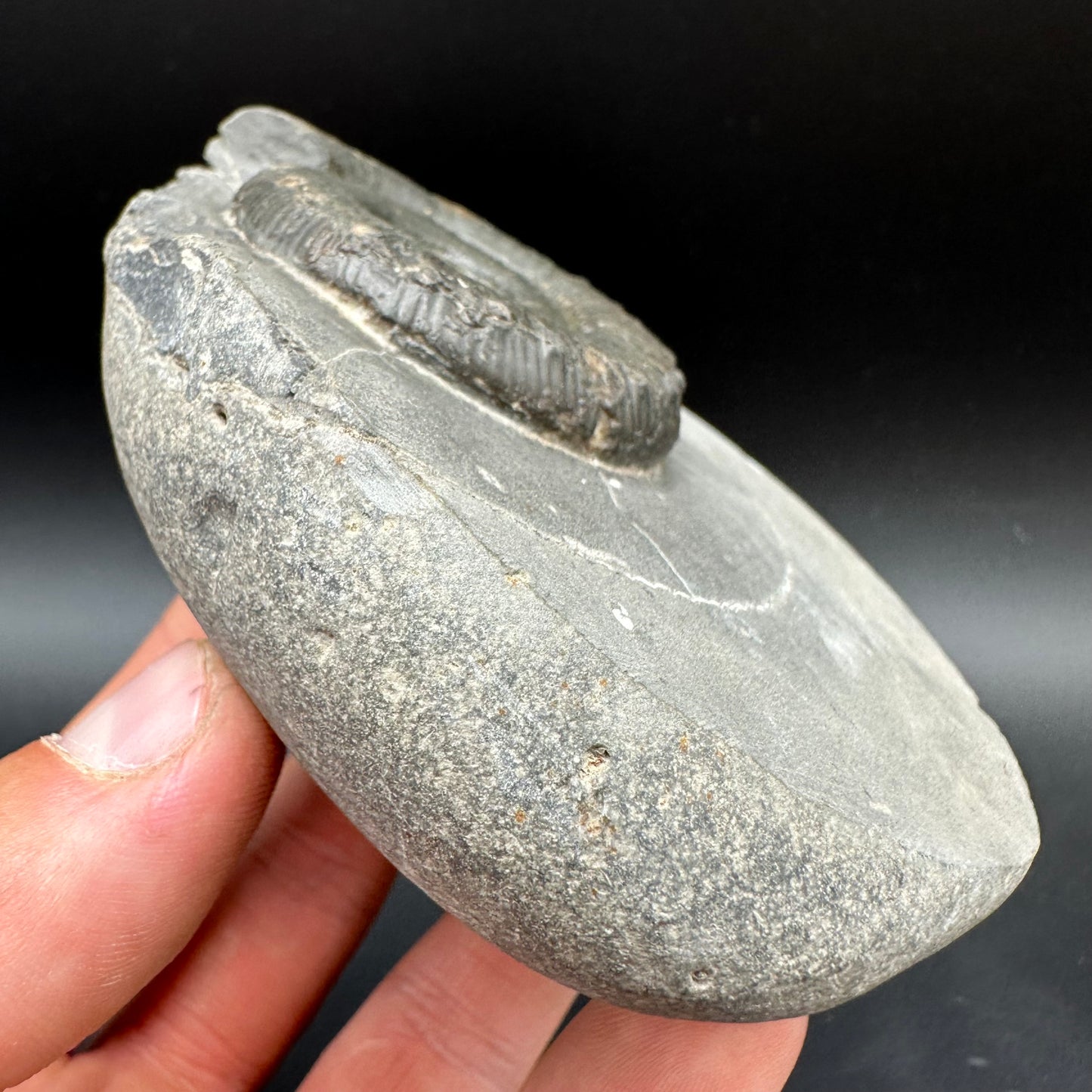 Peronoceras fibulatum Ammonite fossil with box and stand - Whitby, North Yorkshire Jurassic Coast Yorkshire Fossils