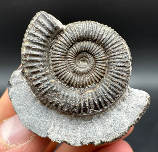 Dactylioceras Ammonite Fossil With Box And Stand - Whitby, North Yorkshire Jurassic Coast Yorkshire Fossils