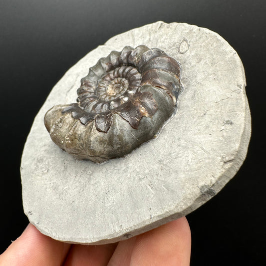 Androgynoceras maculatum ammonite fossil with box and stand - Whitby, North Yorkshire Jurassic Coast Yorkshire Fossils