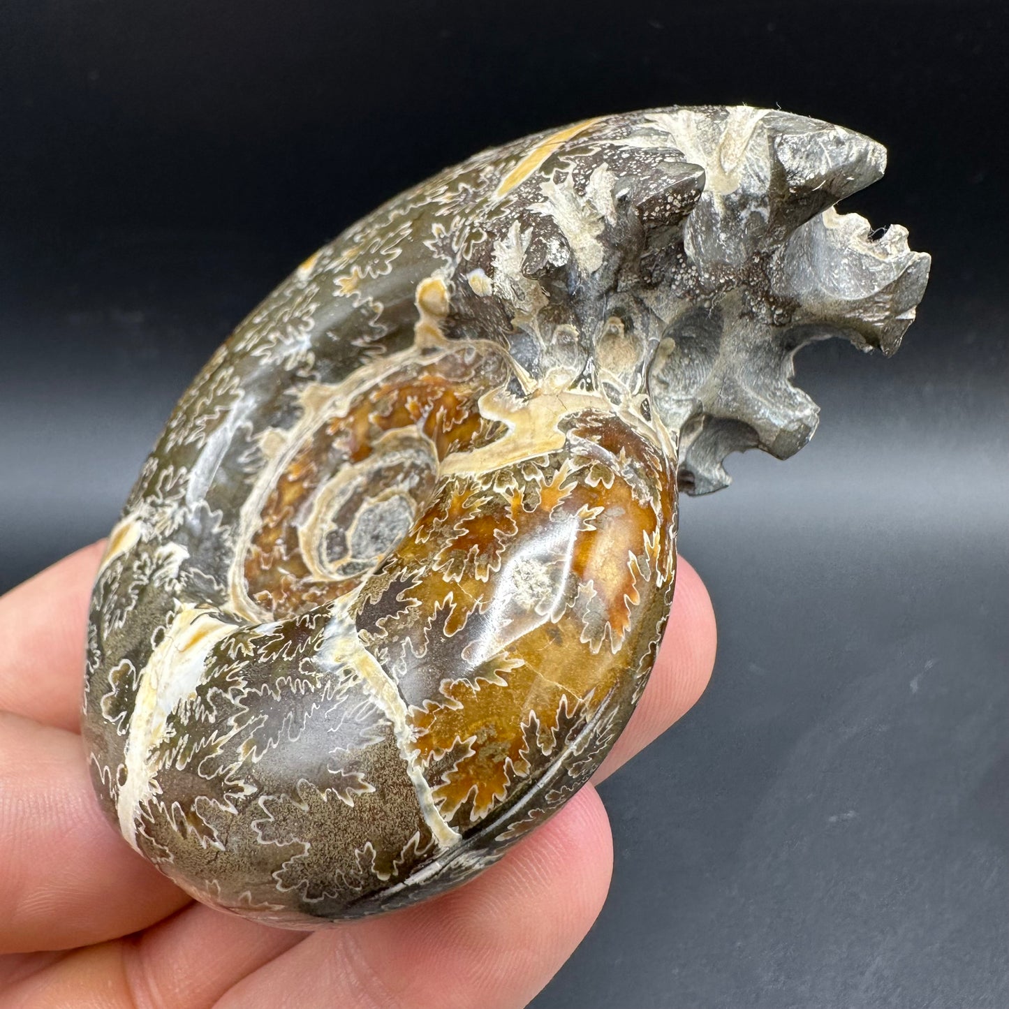 Puzosia Ammonite Fossil With Box And Stand - Cretaceous Ammonite Madagascar