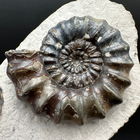Androgynoceras maculatum ammonite fossil with box and stand - Whitby, North Yorkshire Jurassic Coast Yorkshire Fossils