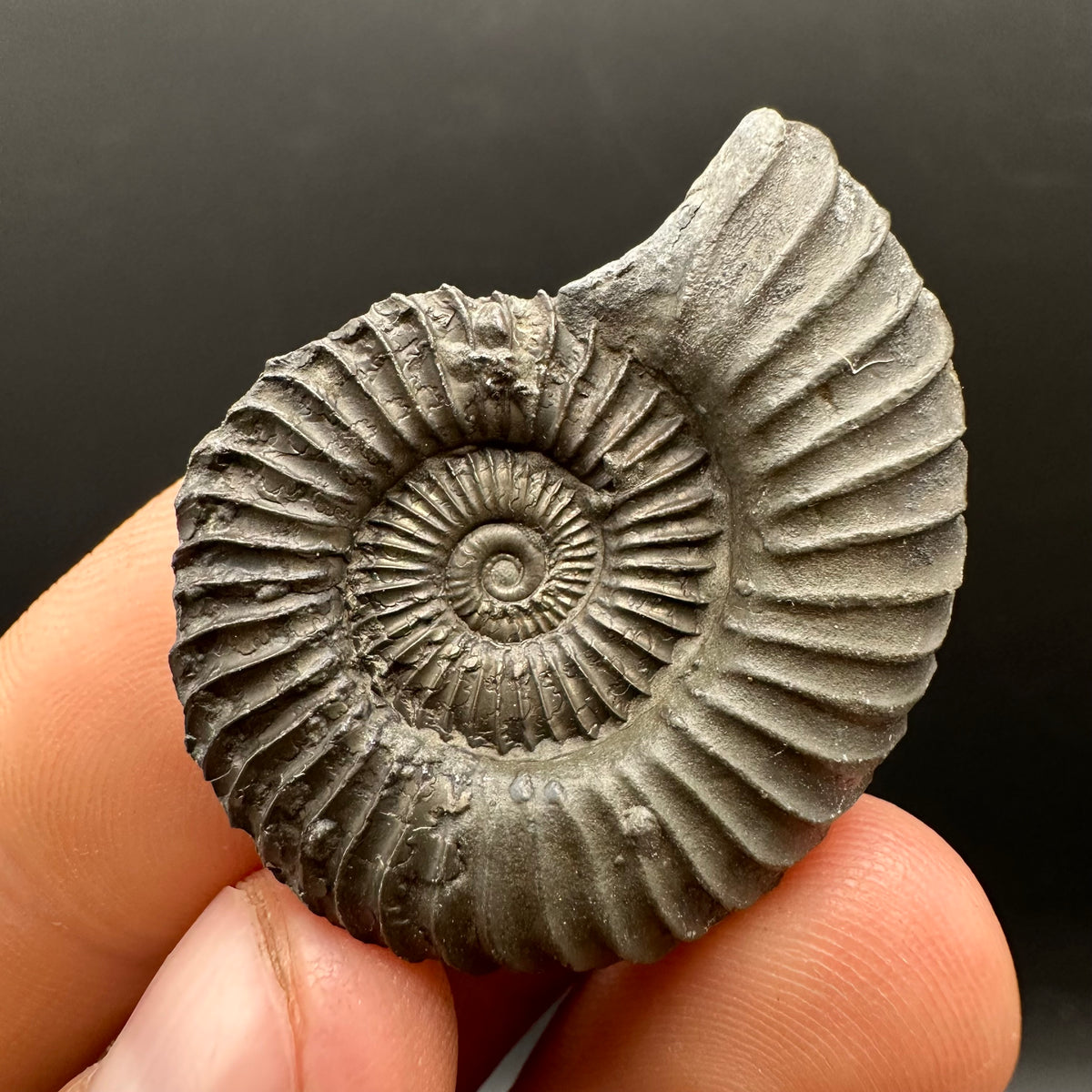 Schlothemia sp. ammonite fossil with box and stand - Whitby, North Yorkshire Jurassic Coast, Yorkshire fossils
