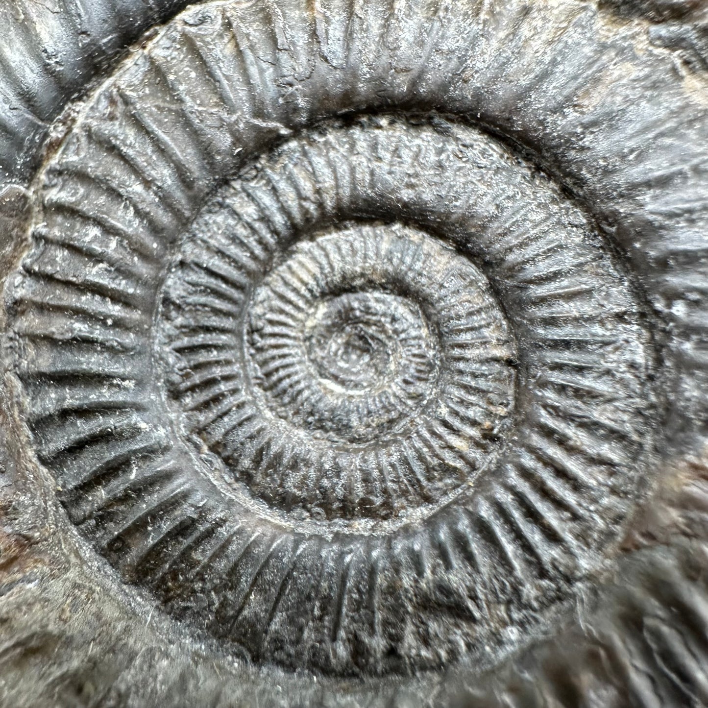 Dactylioceras Ammonite Fossil With Box And Stand - Whitby, North Yorkshire Jurassic Coast Yorkshire Fossils