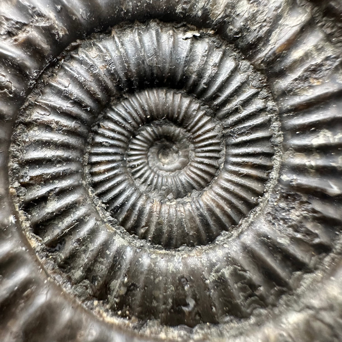 Dactylioceras Ammonite nodule (split pair) Fossil With Box And Stand - Whitby, North Yorkshire Jurassic Coast Yorkshire Fossils