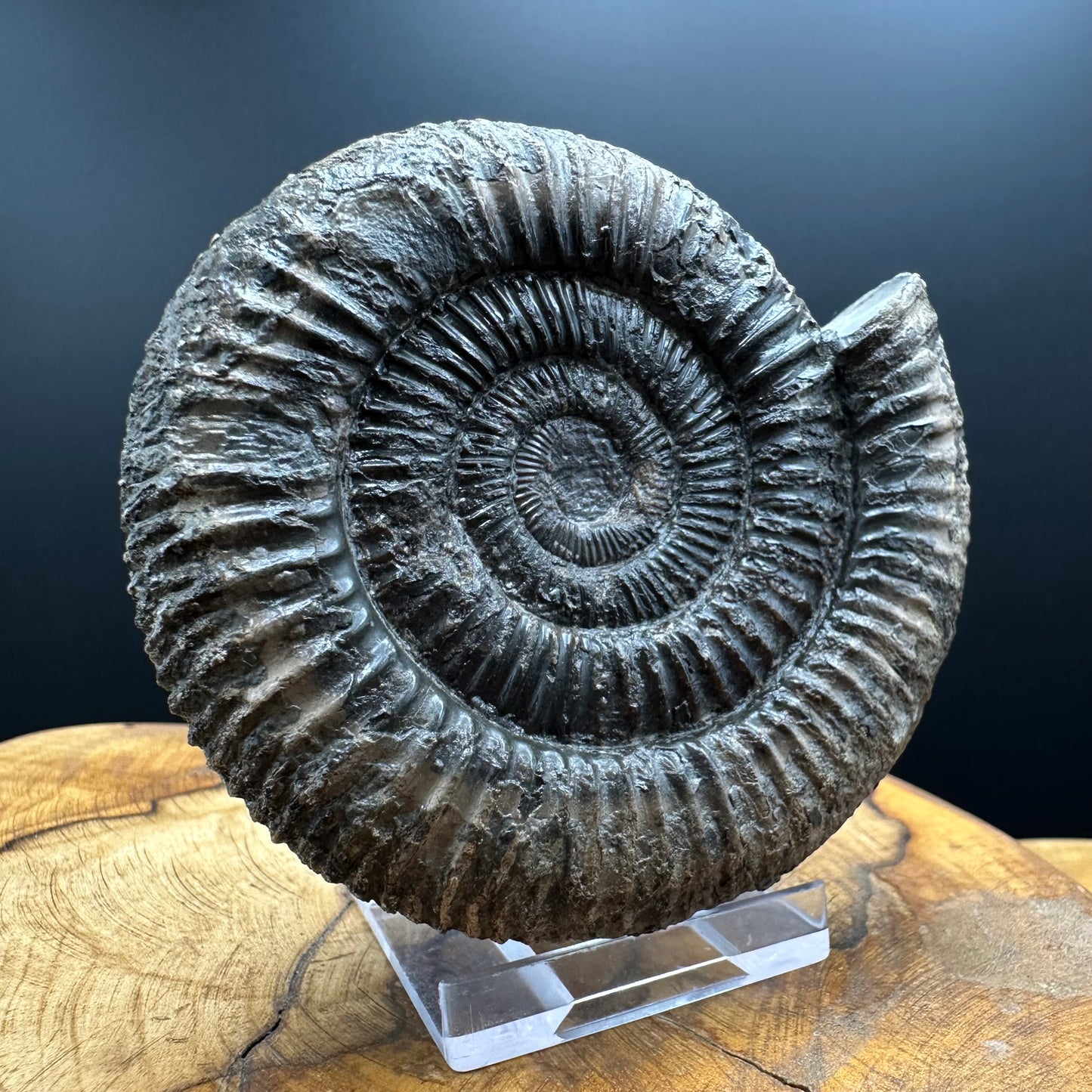 Dactylioceras Ammonite Fossil With box and Stand - Whitby, North Yorkshire Jurassic Coast Yorkshire Fossils