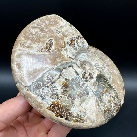 Cleoniceras Ammonite Fossil With Stand - Cretaceous Ammonite Madagascar
