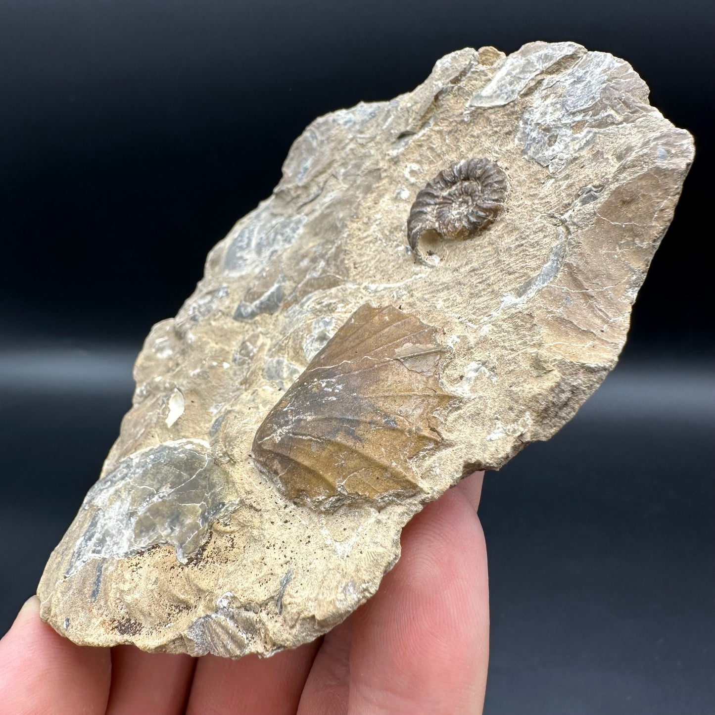 Androgynoceras Capricornus ammonite fossil with box and stand - Whitby, North Yorkshire Jurassic Coast Yorkshire Fossils