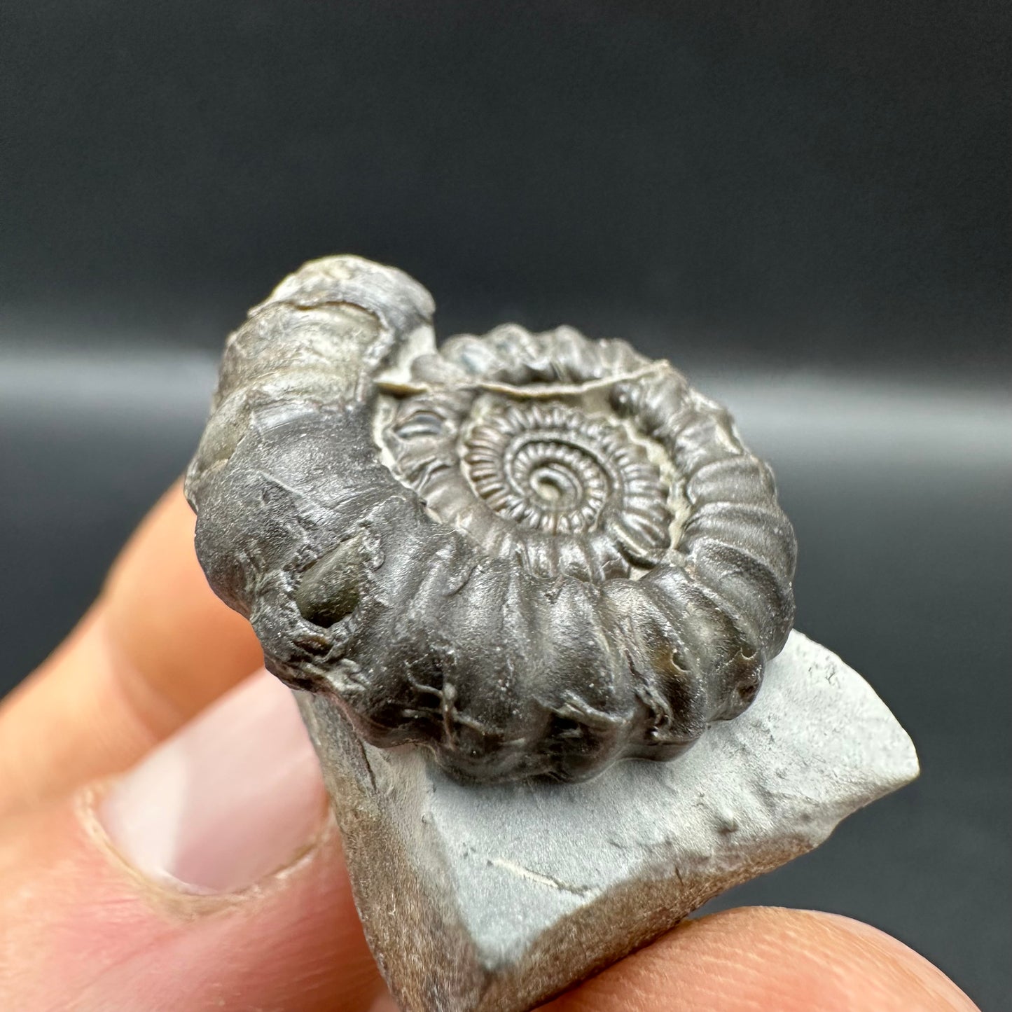 Gagaticeras Ammonite fossil with box and stand - Whitby, North Yorkshire Jurassic Coast Yorkshire Fossils