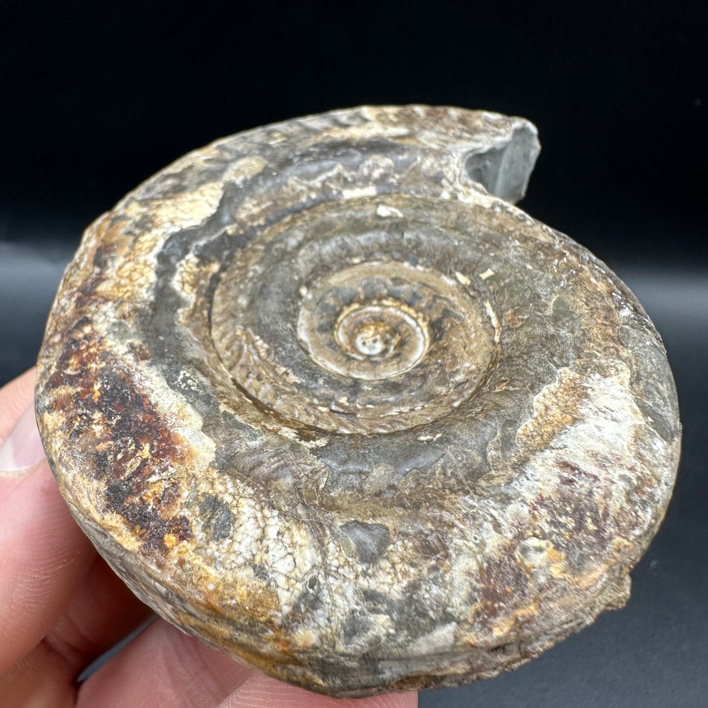 Hildoceras Bifrons Ammonite fossil with box and stand - Whitby, North Yorkshire Jurassic Coast, Yorkshire Fossils from the Jurassic Coast