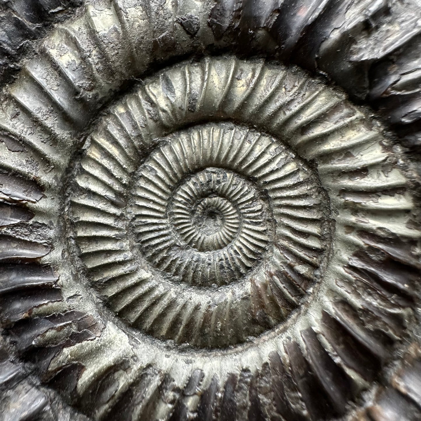 Golden Dactylioceras Ammonite Fossil With box and Stand - Whitby, North Yorkshire Jurassic Coast Yorkshire Fossils