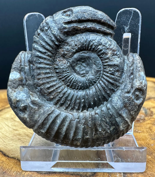 Hydra Snakestone Ammonite Fossil With Bag/Box And Stand - Whitby, North Yorkshire Jurassic Coast Yorkshire Fossils