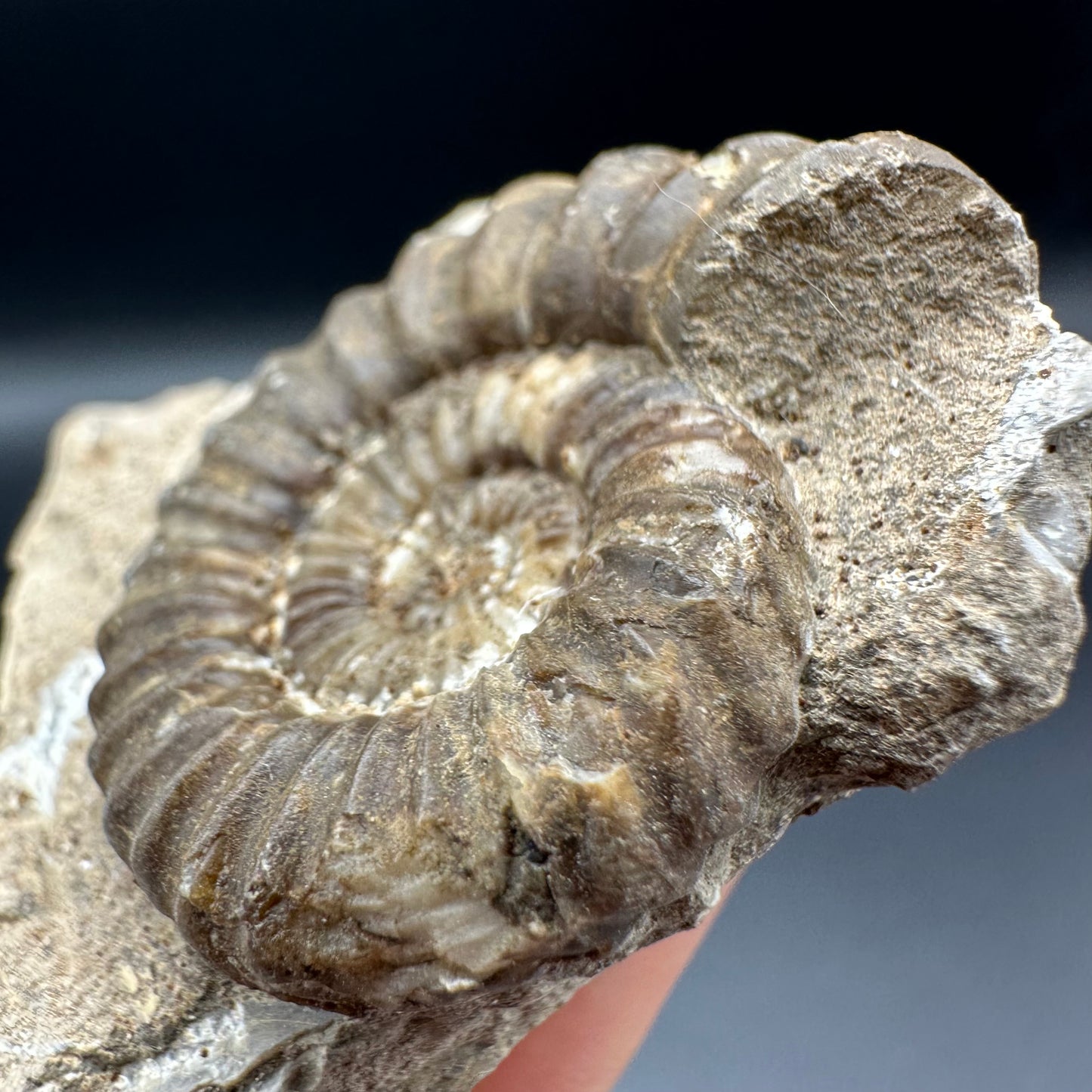 Androgynoceras Capricornus ammonite fossil with box and stand - Whitby, North Yorkshire Jurassic Coast Yorkshire Fossils