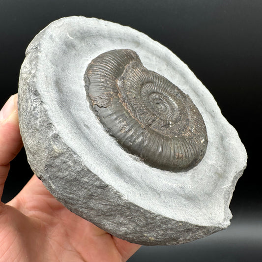 Dactylioceras semicelatum Ammonite fossil with stand - Whitby, North Yorkshire Jurassic Coast Yorkshire Fossils