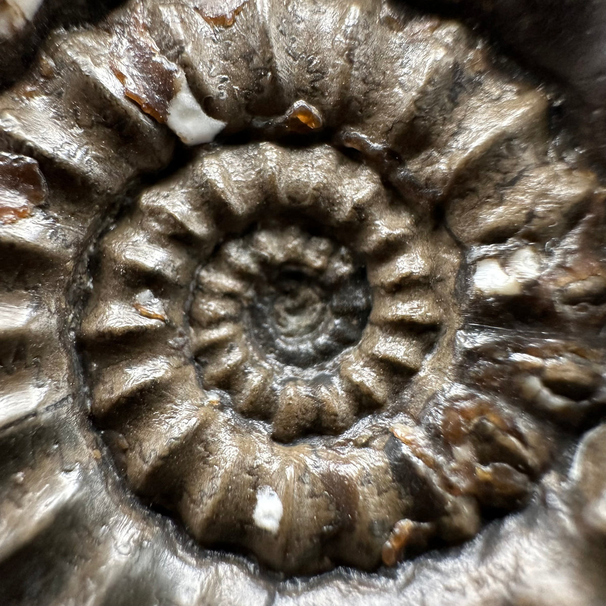 Androgynoceras maculatum ammonite fossil with stand - Whitby, North Yorkshire Jurassic Coast Yorkshire Fossils