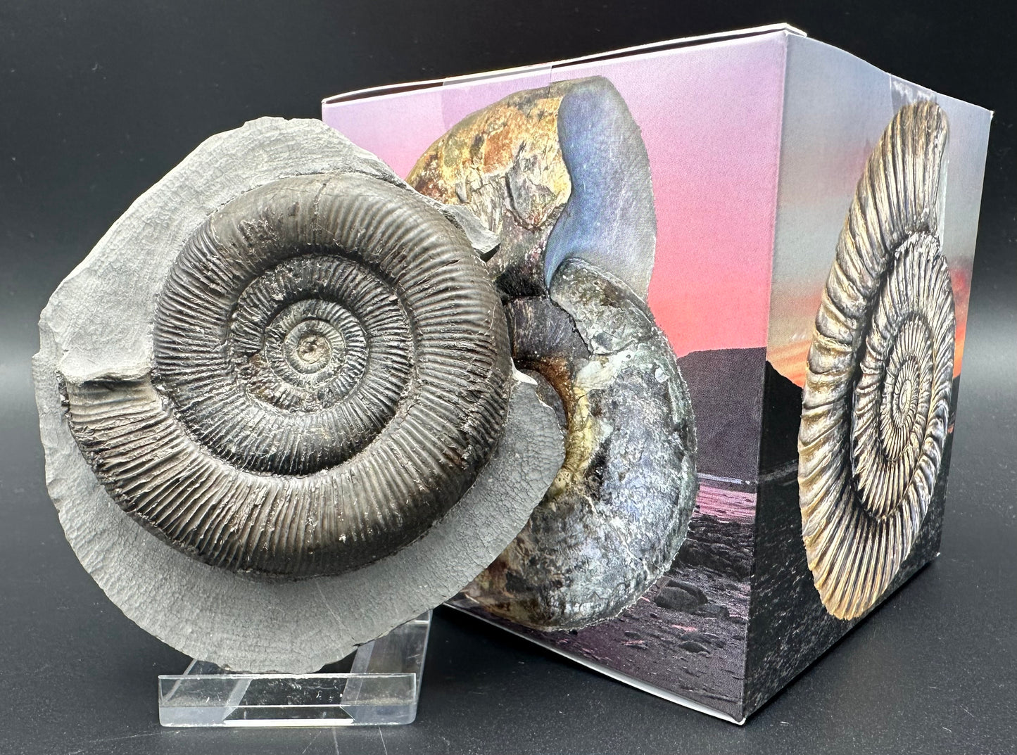 Dactylioceras tenuicostatum ammonite fossil with box and stand - Whitby, North Yorkshire Jurassic Coast