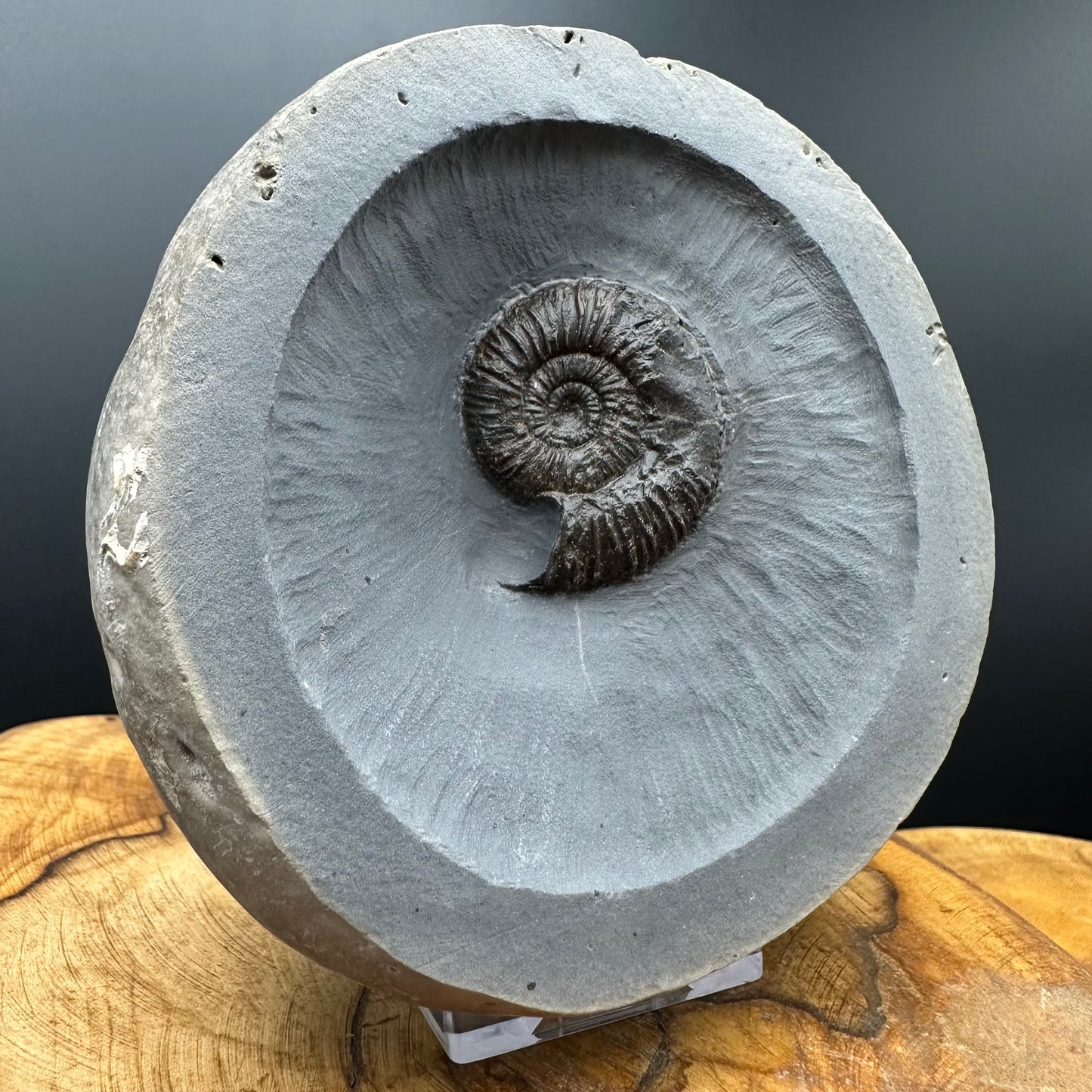 Dactylioceras semicelatum Ammonite fossil with stand - Whitby, North Yorkshire Jurassic Coast Yorkshire Fossils