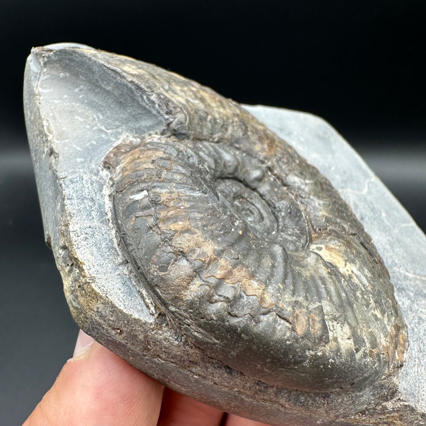 Haugia beani ammonite fossil with box and stand - Whitby, North Yorkshire Jurassic Coast Yorkshire Fossils