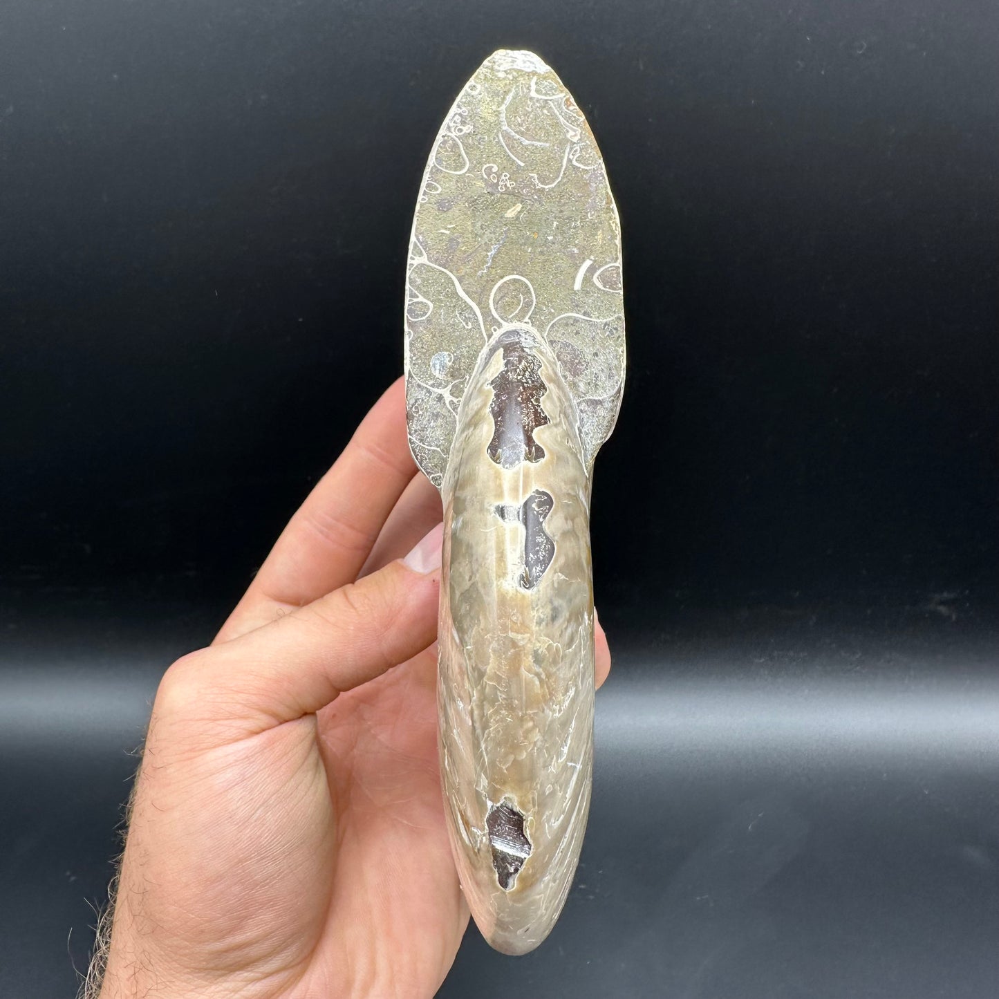 Cleoniceras Ammonite Fossil With Stand - Cretaceous Ammonite Madagascar