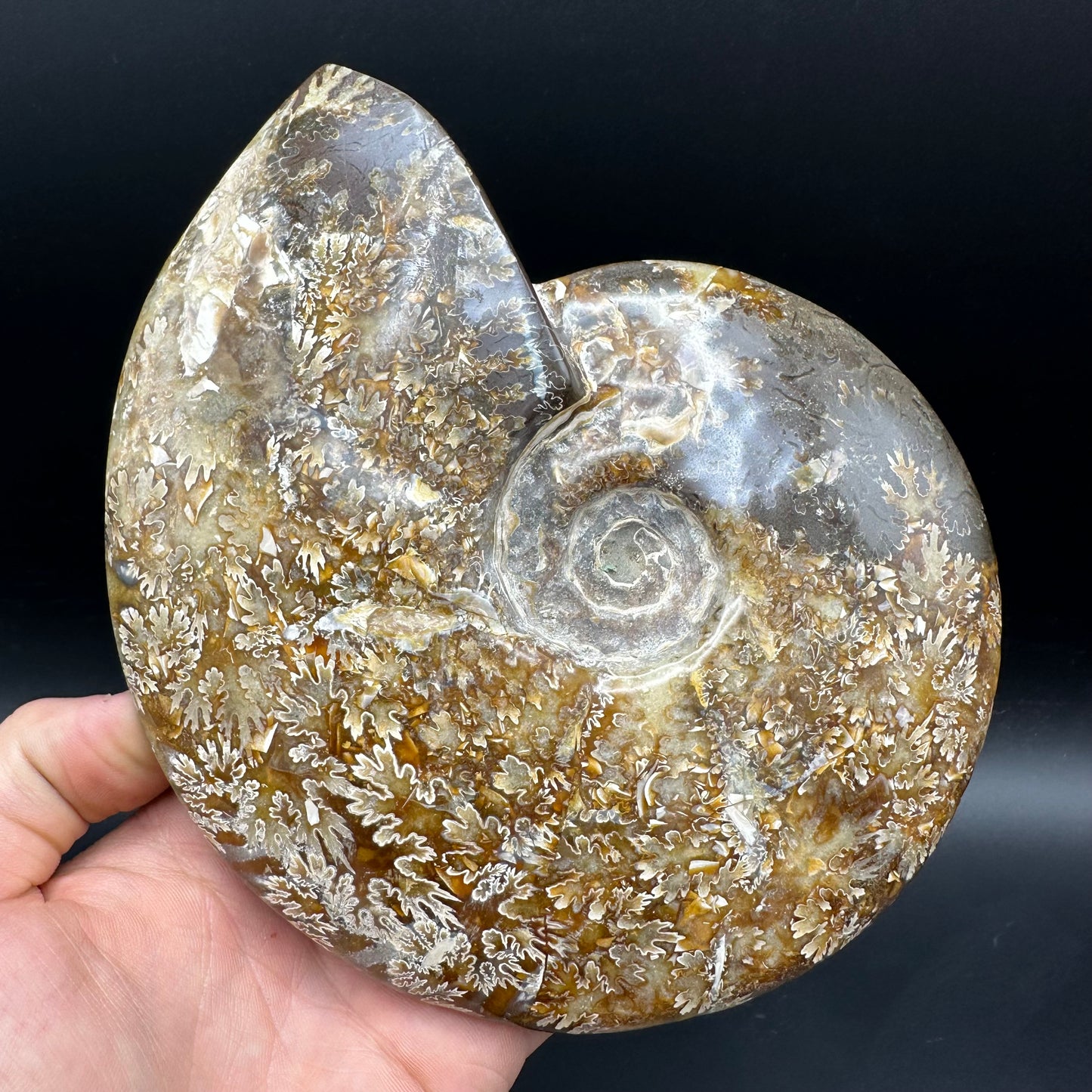 Cleoniceras Ammonite Fossil With Stand - Cretaceous Ammonite Madagascar