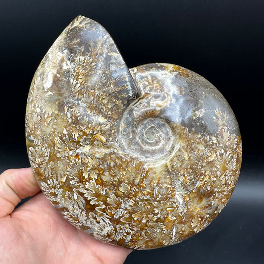 Cleoniceras Ammonite Fossil With Stand - Cretaceous Ammonite Madagascar