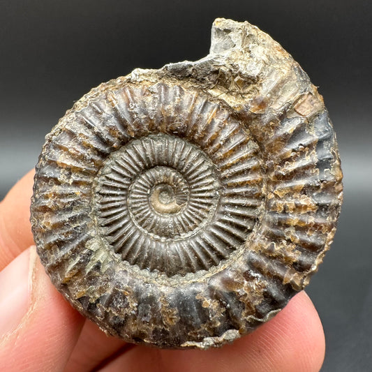 Dactylioceras Ammonite Fossil With Box And Stand - Whitby, North Yorkshire Jurassic Coast Yorkshire Fossils