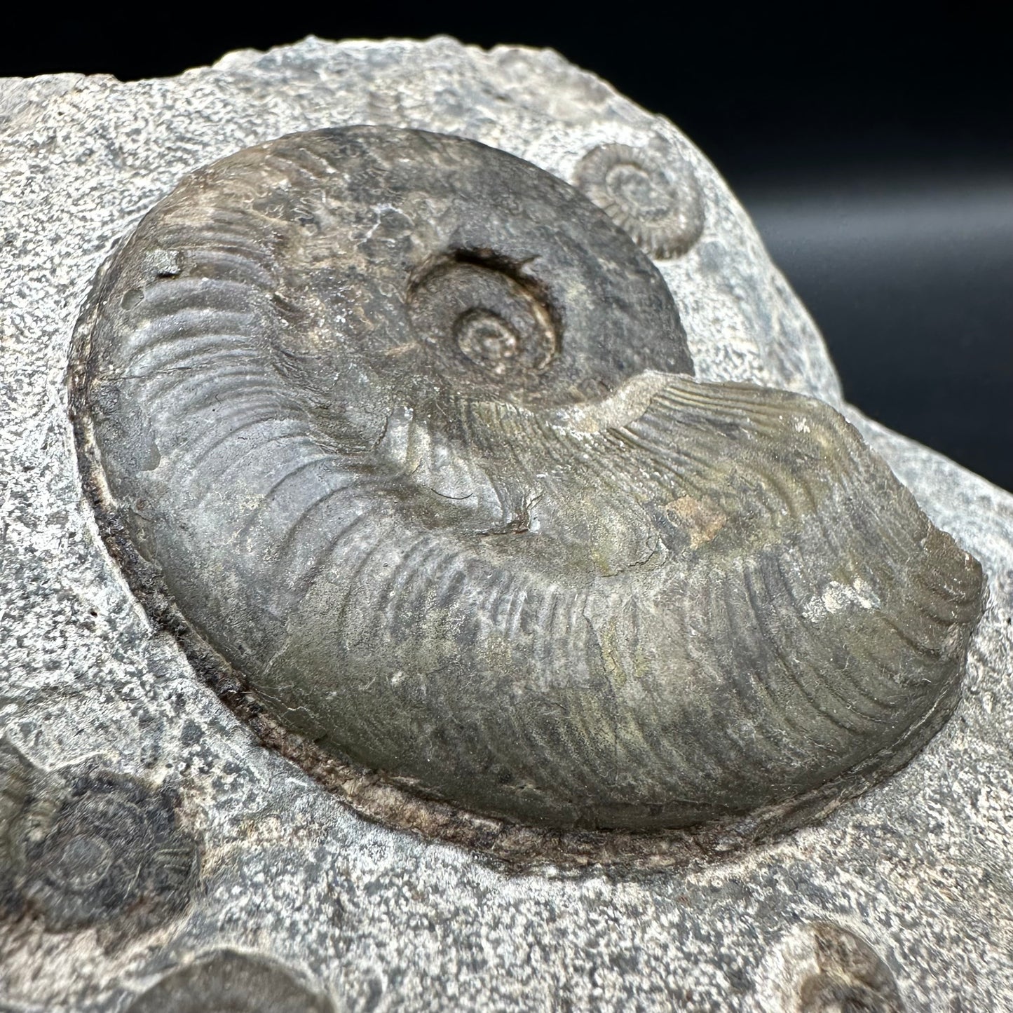 Harpoceras Sp. Ammonite fossil - Whitby, North Yorkshire Jurassic Coast Yorkshire Fossils