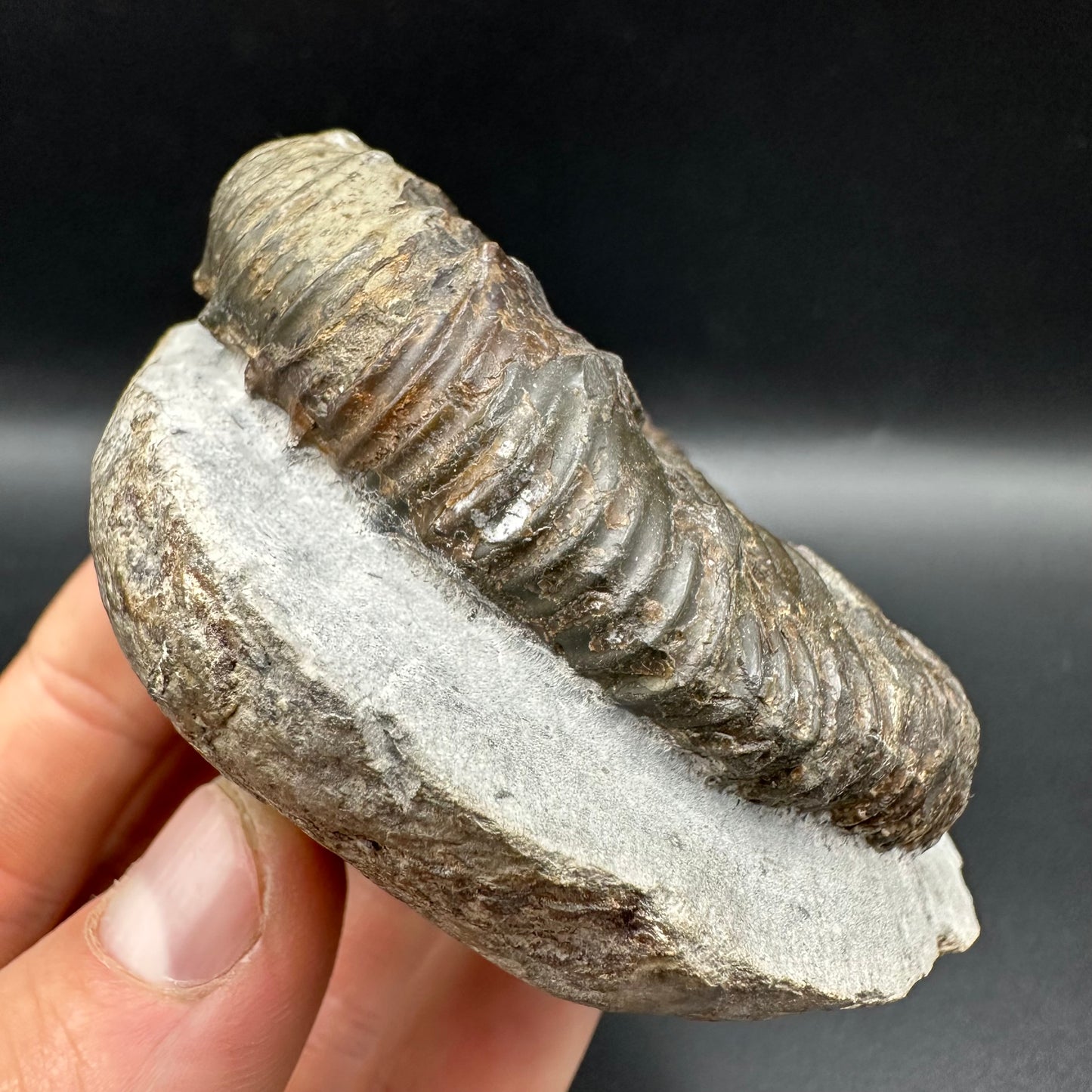 Peronoceras fibulatum Ammonite fossil with box and stand - Whitby, North Yorkshire Jurassic Coast Yorkshire Fossils