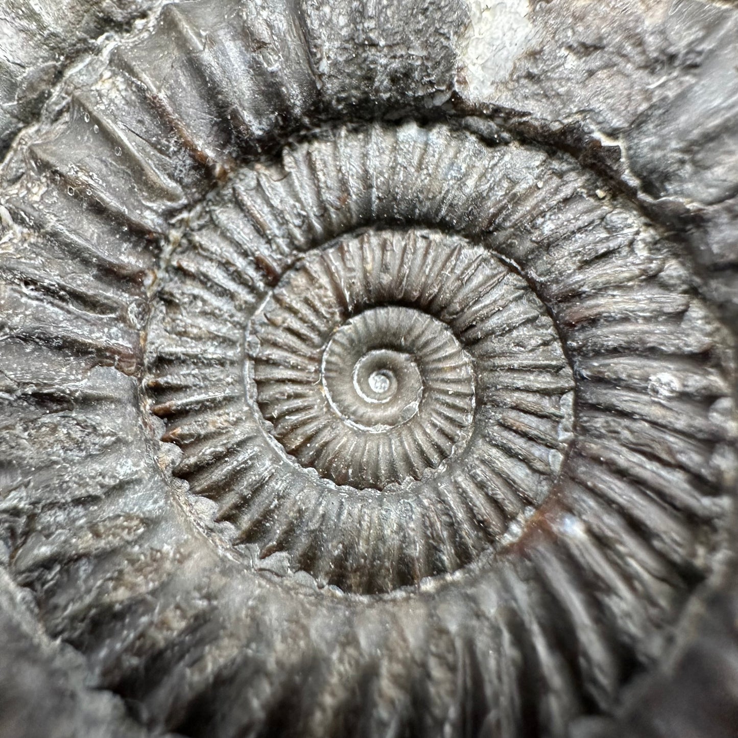 Dactylioceras Ammonite Fossil With Box And Stand - Whitby, North Yorkshire Jurassic Coast Yorkshire Fossils