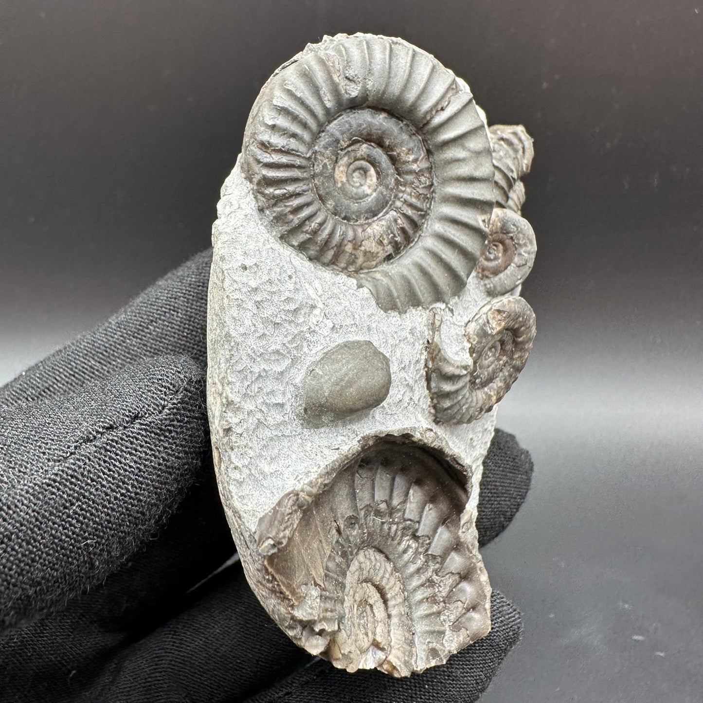 Arnioceras ammonite shell fossil with stand - Whitby, North Yorkshire Jurassic Coast Yorkshire Fossils