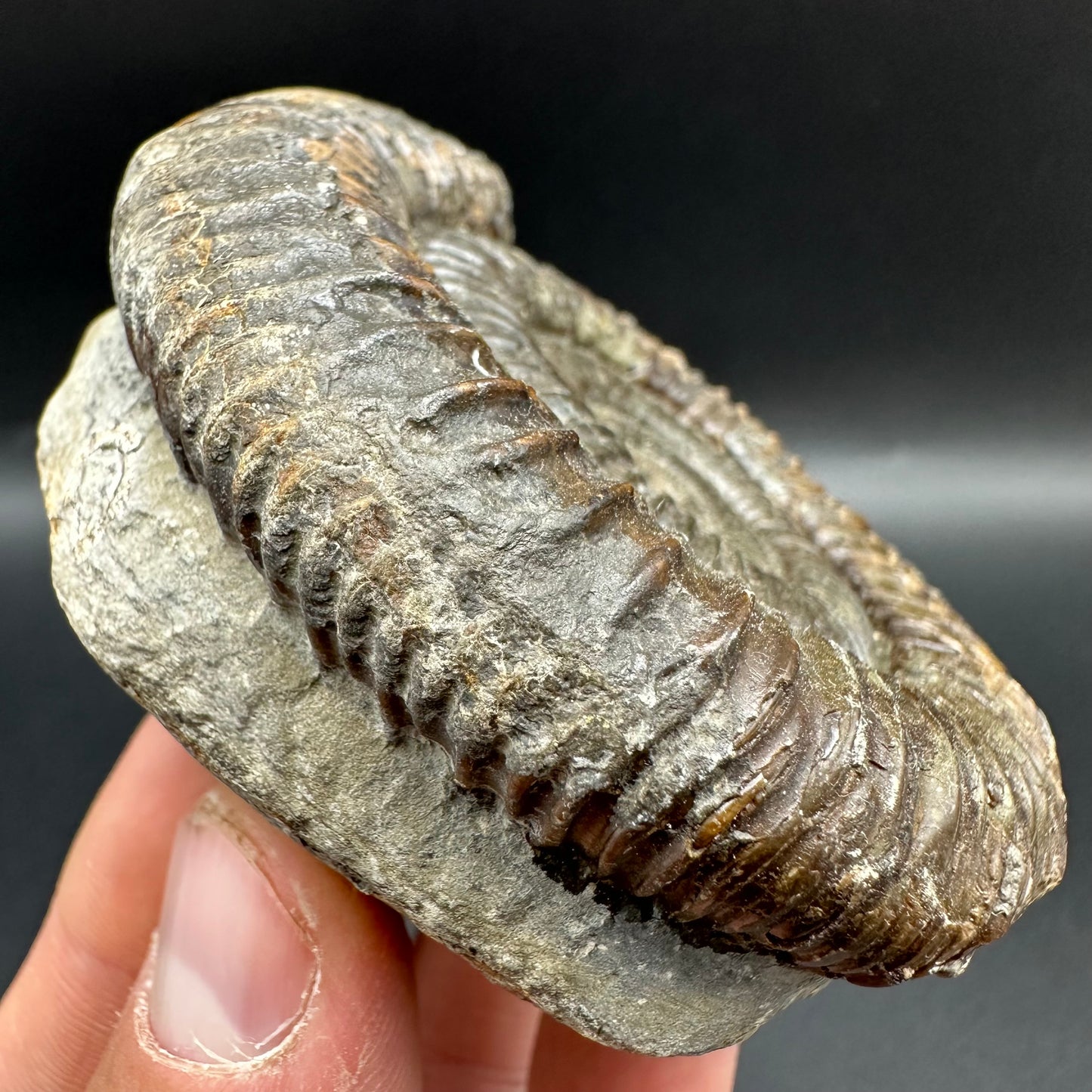 Dactylioceras Ammonite Fossil With Box And Stand - Whitby, North Yorkshire Jurassic Coast Yorkshire Fossils