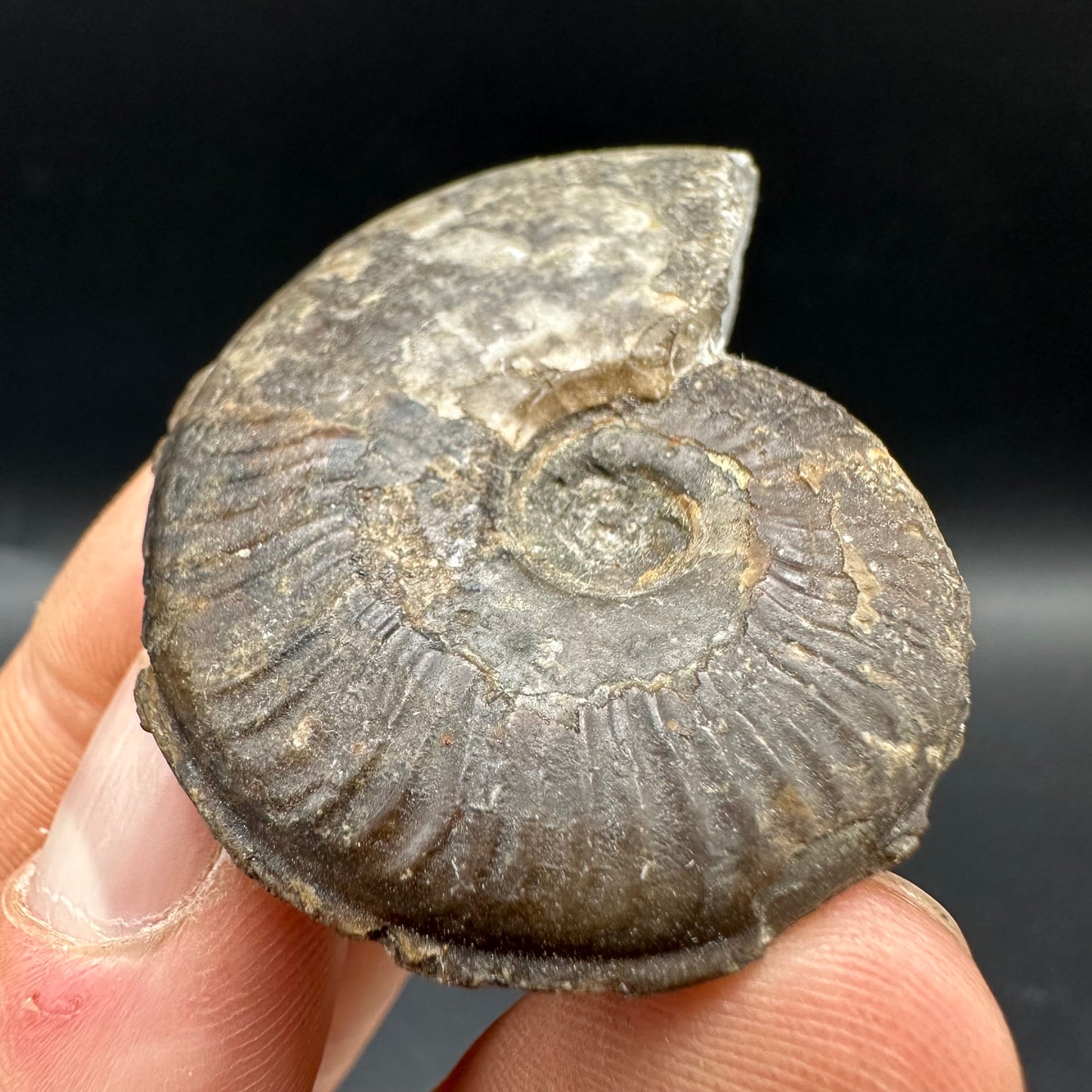 Eleganticeras Elegantulum Ammonite fossil with box and stand - Whitby, North Yorkshire Jurassic Coast, Yorkshire Fossils