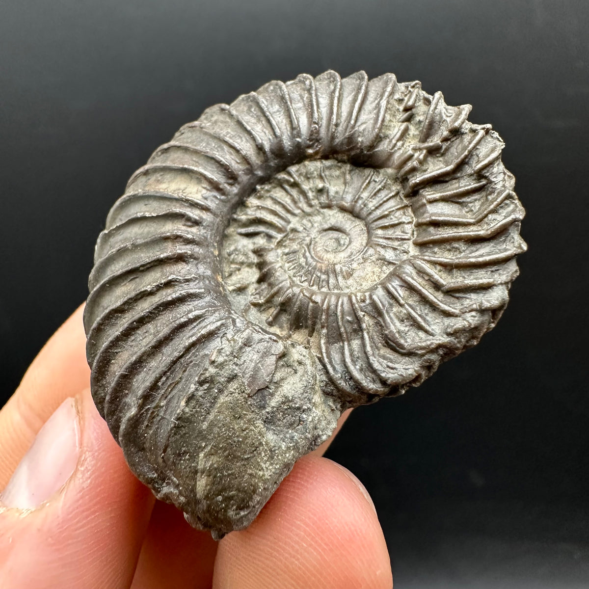 Schlothemia sp. ammonite fossil with box and stand - Whitby, North Yorkshire Jurassic Coast, Yorkshire fossils