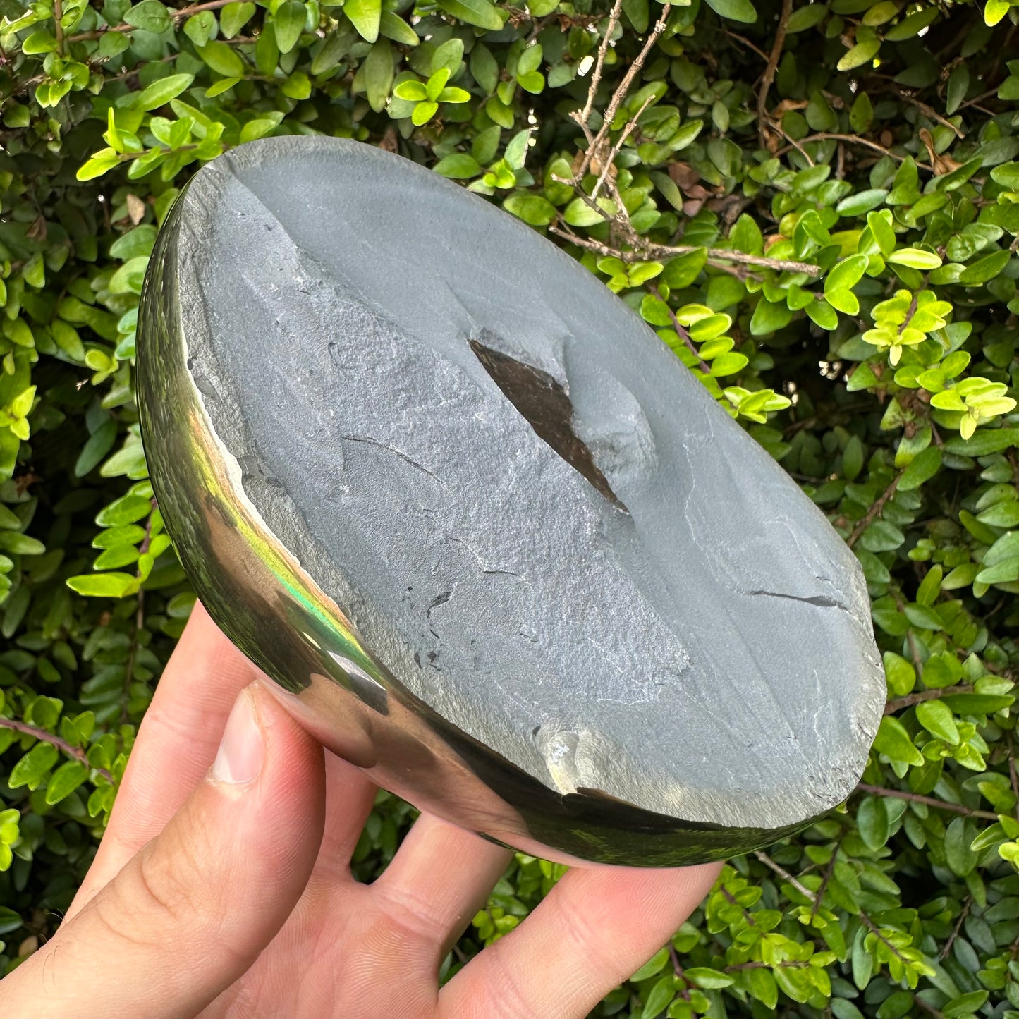 Golden Egg (GENUINE) Ammonite Fossil With Stand - Whitby, North Yorkshire Jurassic Coast Yorkshire Fossils