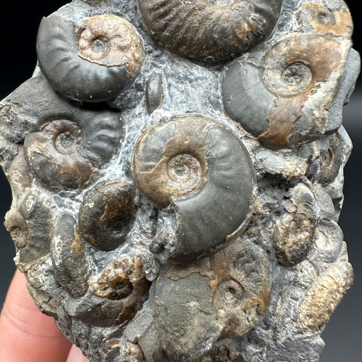 Eleganticeras Elegantulum ammonite fossil with box and stand - Whitby, North Yorkshire Jurassic Coast, Yorkshire Fossils