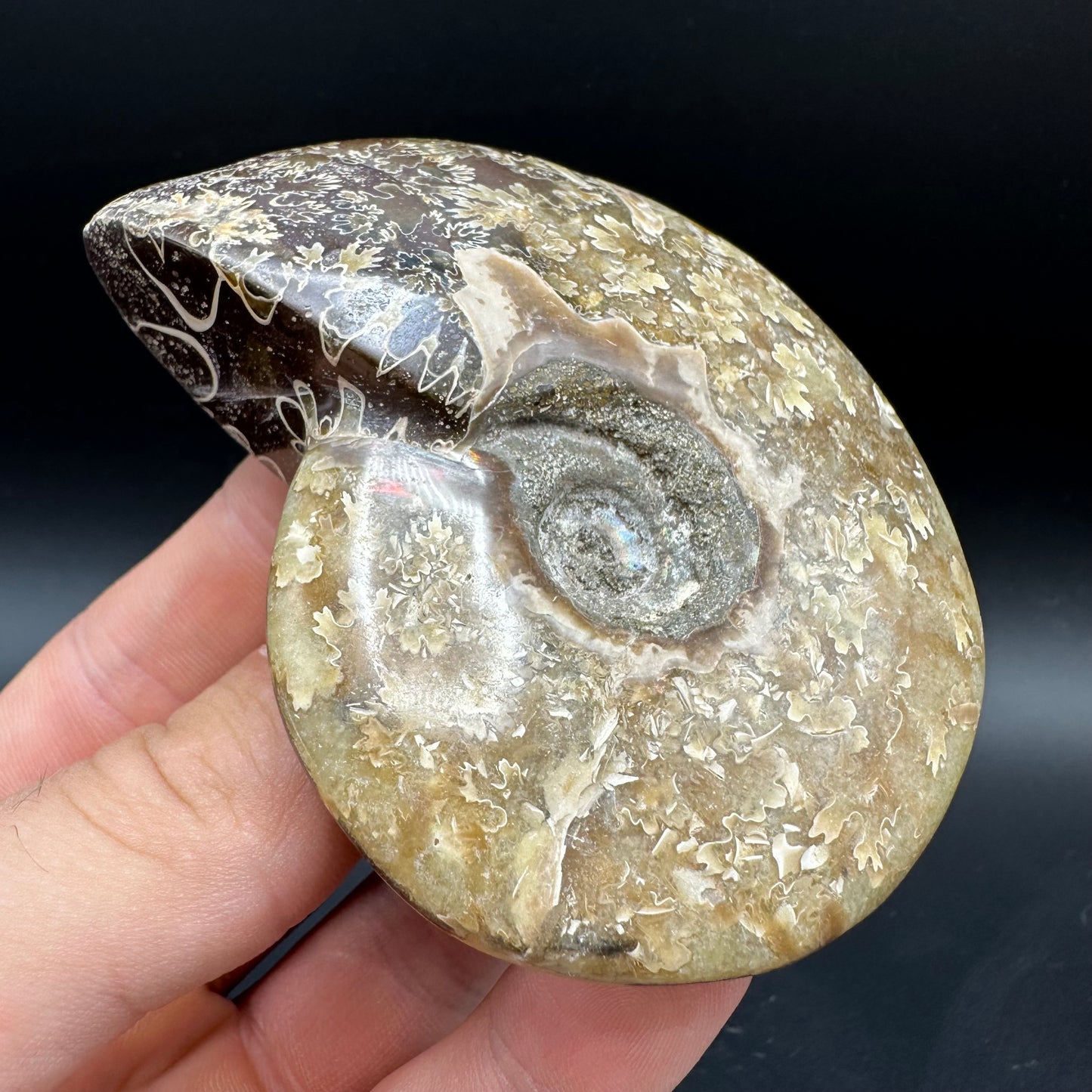 Cleoniceras Ammonite Fossil With Box And Stand - Cretaceous Ammonite Madagascar