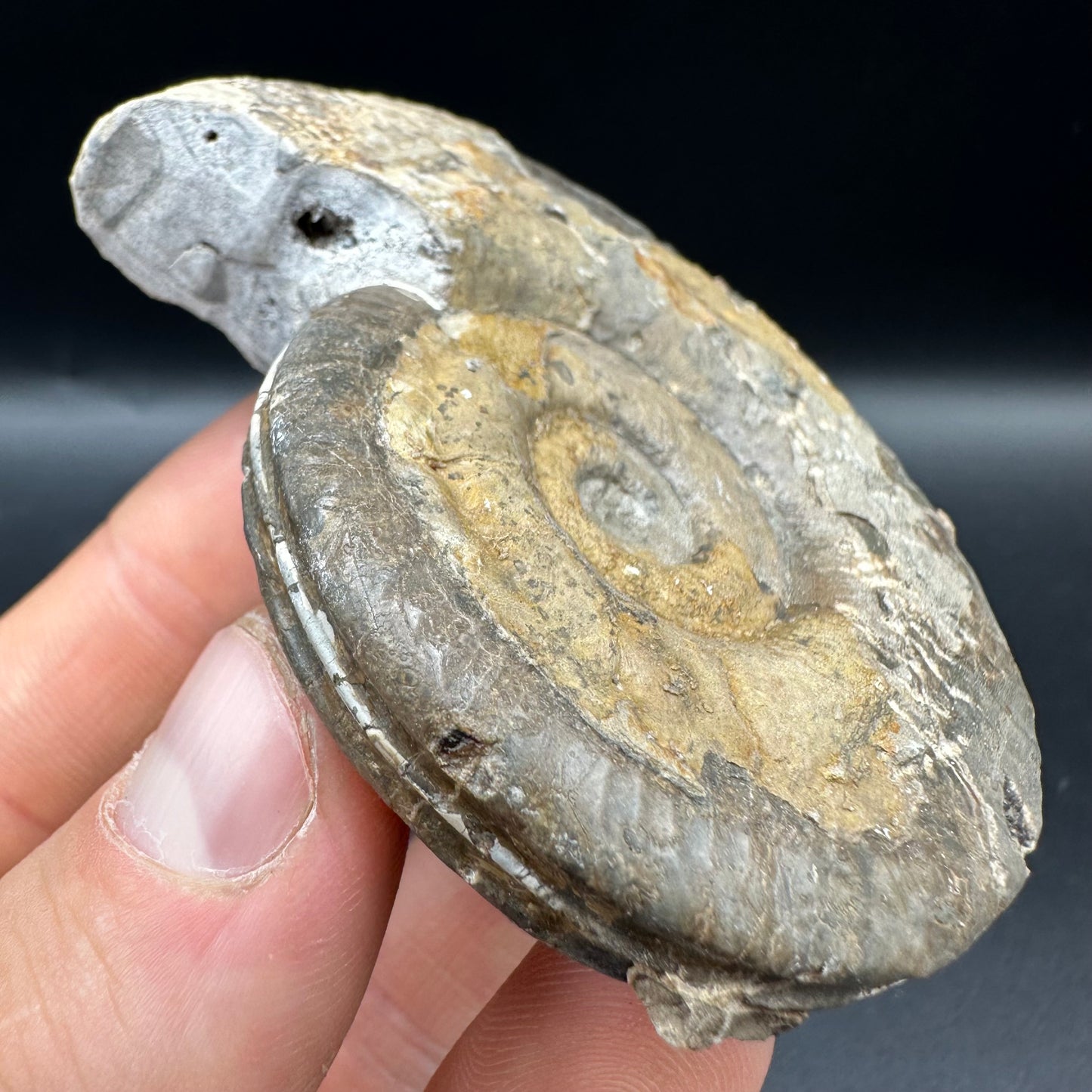 Hildoceras semipolitum Ammonite fossil with box and stand - Whitby, North Yorkshire Jurassic Coast, Yorkshire Fossils from the Jurassic Coast