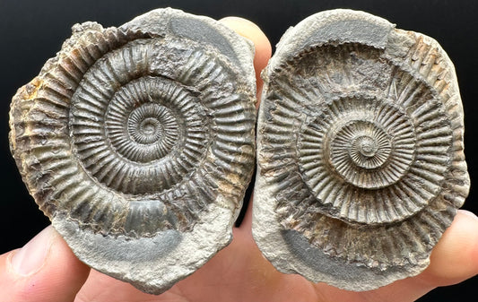 Dactylioceras Ammonite nodule (split pair) Fossil With Box And Stand - Whitby, North Yorkshire Jurassic Coast Yorkshire Fossils