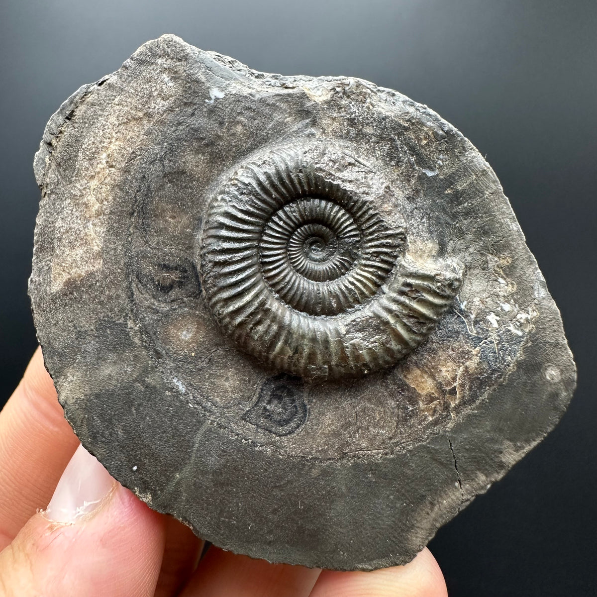 Dactylioceras Ammonite Fossil With box and Stand - Whitby, North Yorkshire Jurassic Coast Yorkshire Fossils