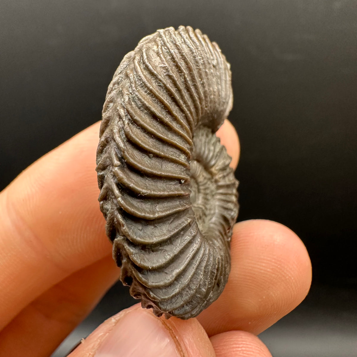 Schlothemia sp. ammonite fossil with box and stand - Whitby, North Yorkshire Jurassic Coast, Yorkshire fossils