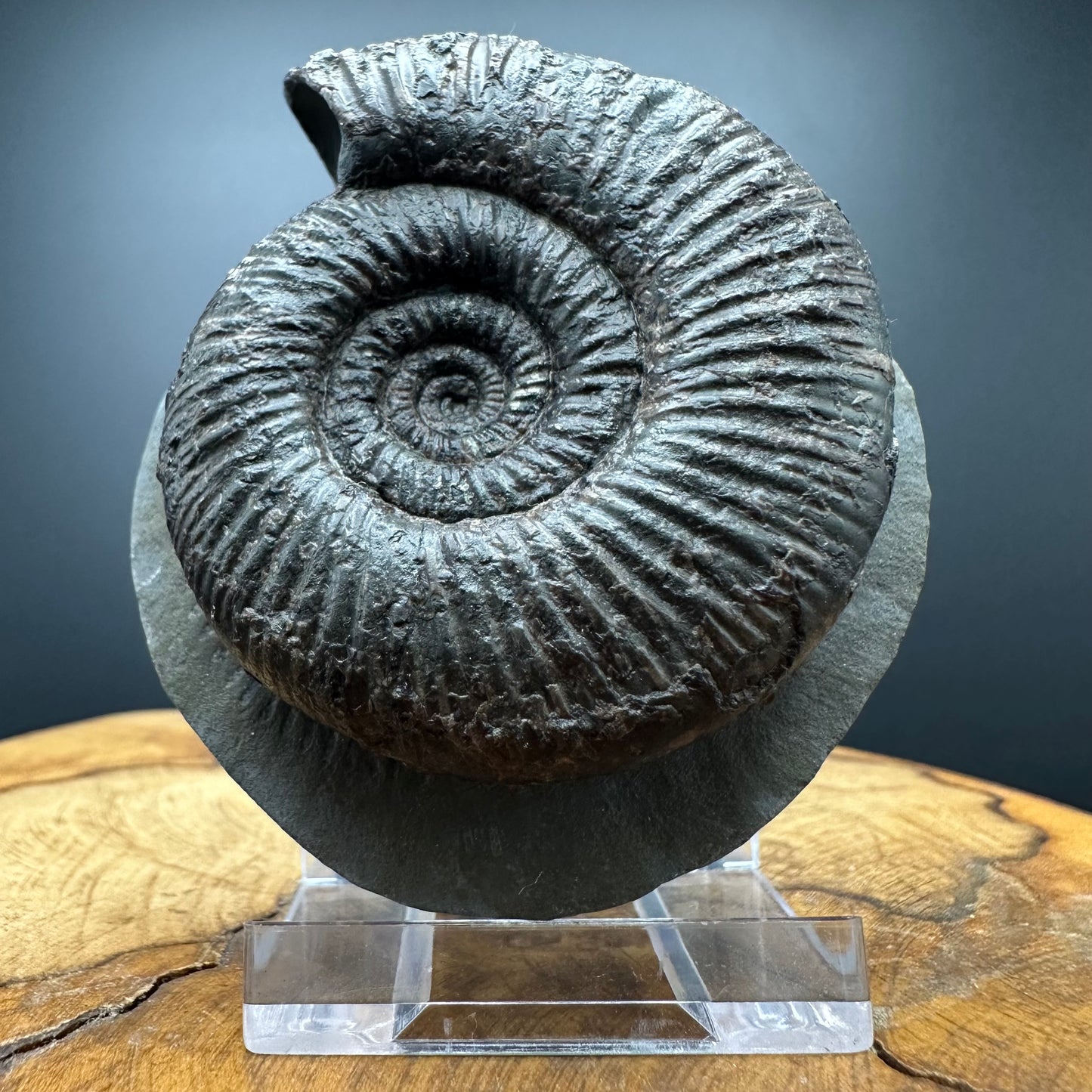 Dactylioceras semicelatum Ammonite fossil with stand - Whitby, North Yorkshire Jurassic Coast Yorkshire Fossils