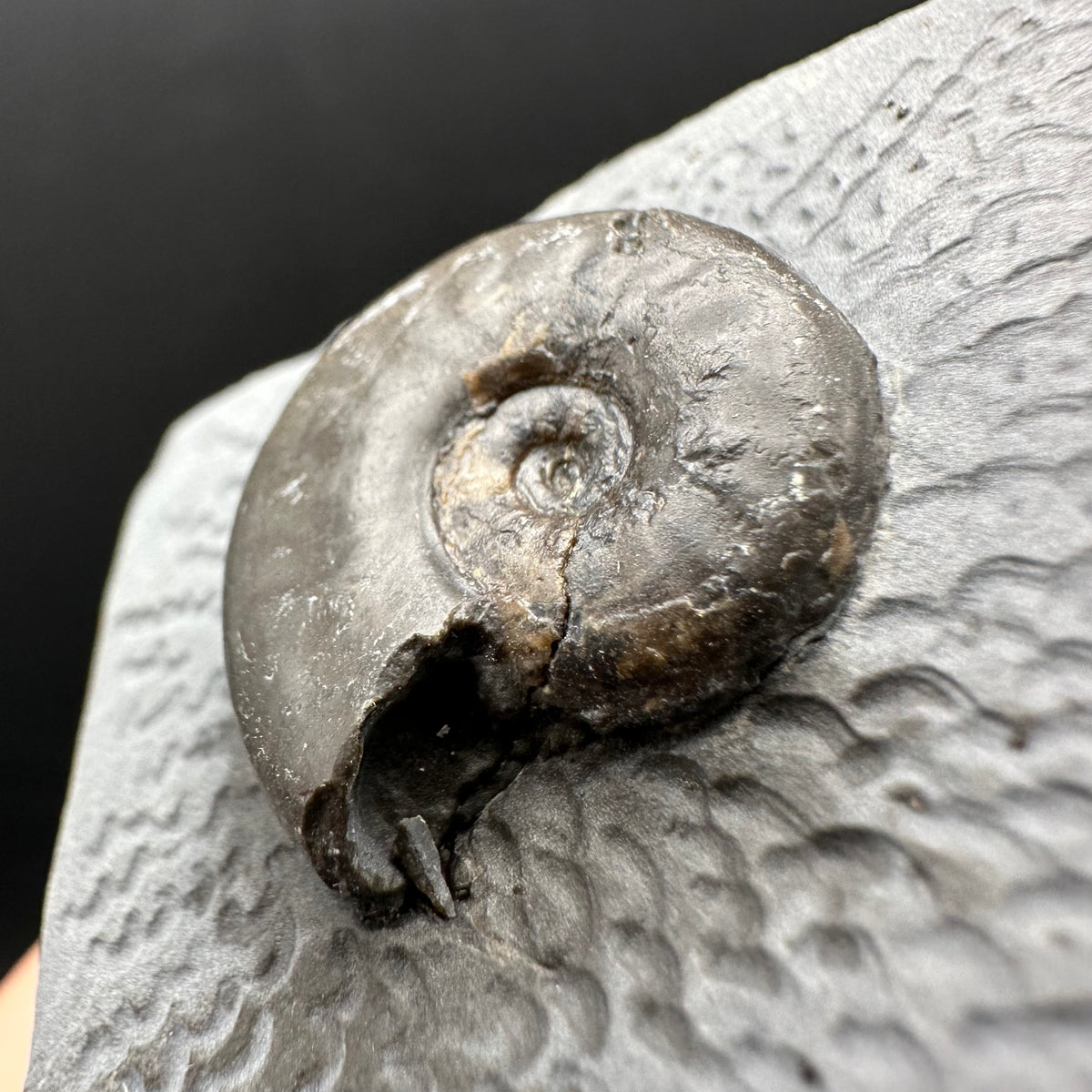 Eleganticeras Elegantulum ammonite fossil with box and stand - Whitby, North Yorkshire Jurassic Coast, Yorkshire Fossils