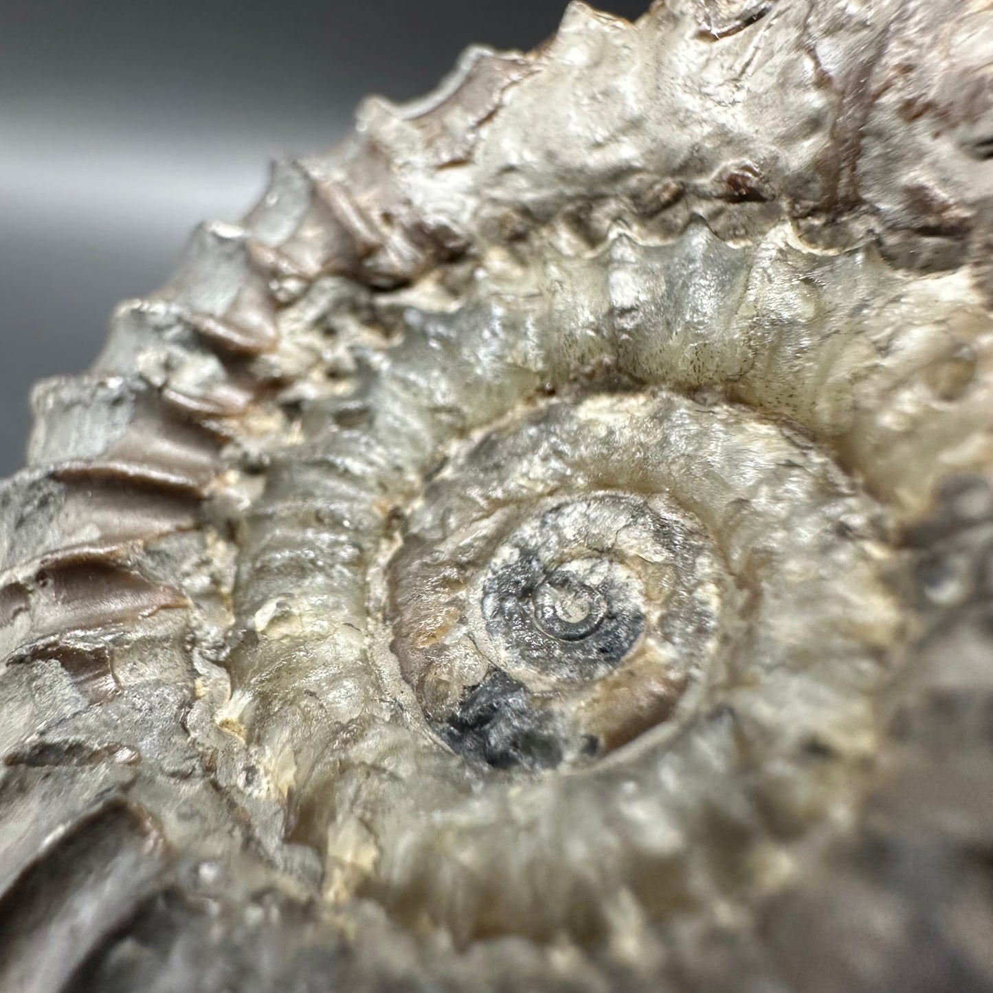 Arnioceras ammonite shell fossil - Whitby, North Yorkshire Jurassic Coast Yorkshire Fossils