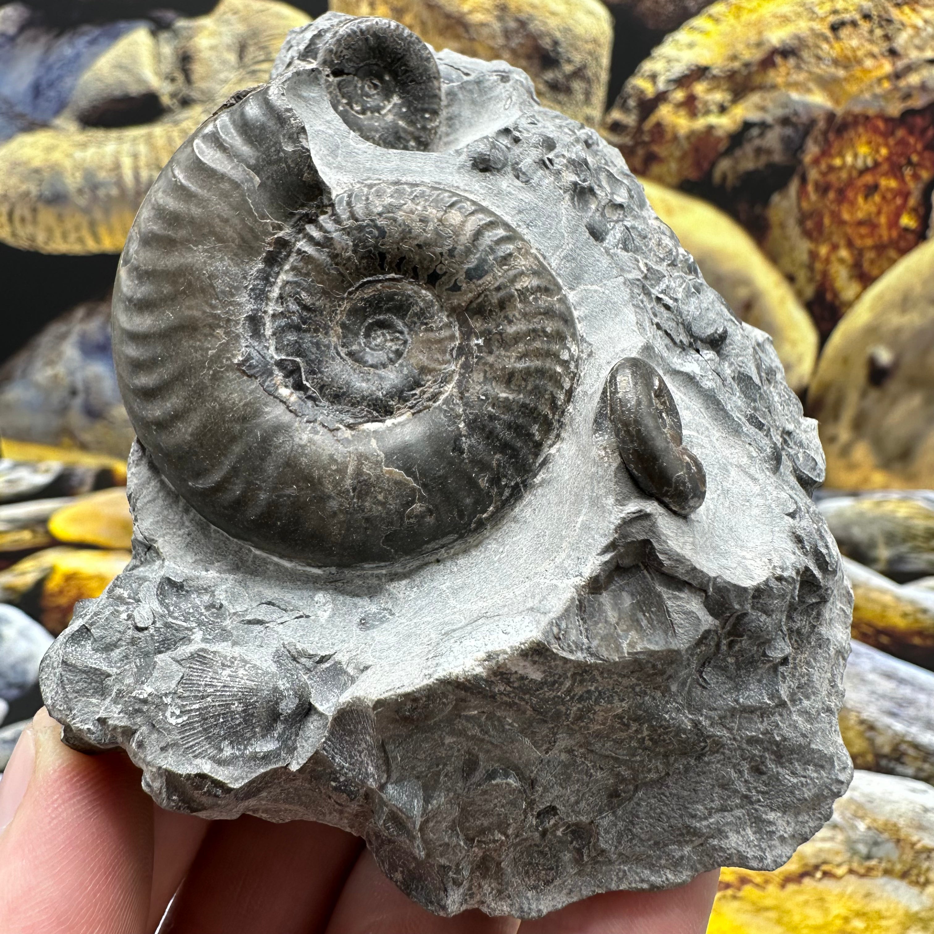 Fossil Shell Grammoceras thouarense Ammonite Shell Fossil With Box And Stand - Whit ...